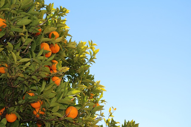 Tree with ripe mandarins