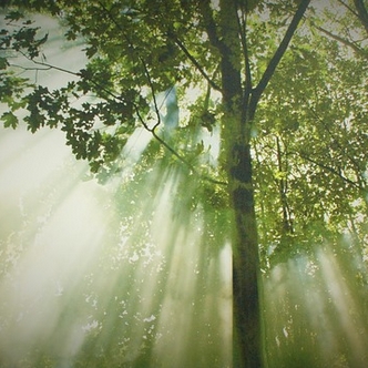 Tosin's Bible Blog: Creationist Postscript: Beautiful Tree