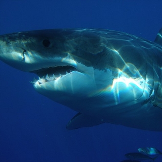 Tosin's Bible Blog: Adventures with my pet shark: About anger and bitterness