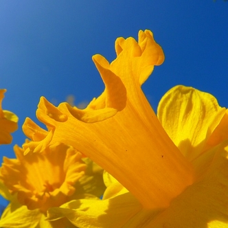 Forgiveness: A beautiful daffodil against a blue sky
