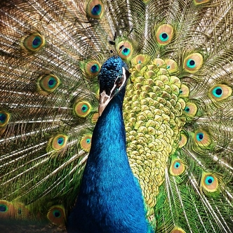 Humility towards people: A proud peacock...