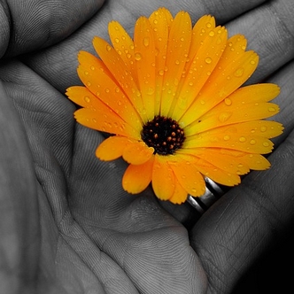 Tosin's Bible Blog: Loving Thoughts: Flower