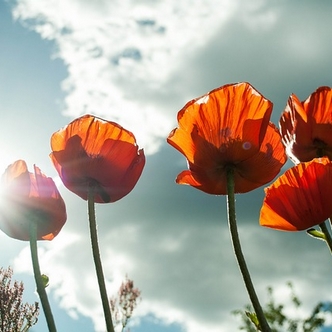 Tosin's Bible Blog: Loving Thoughts: Poppies