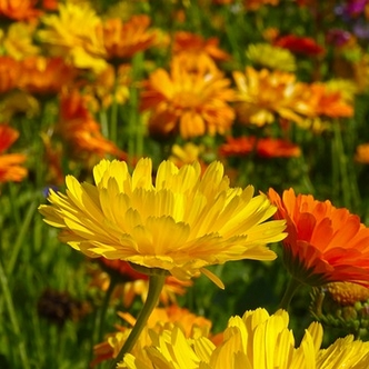 Tosin's Bible Blog: Apologies, and best wishes: Marigold