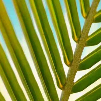 Palm Frond