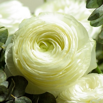 Beautiful white flowers